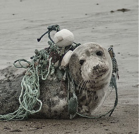 A seal entangled in discarded fishing nets