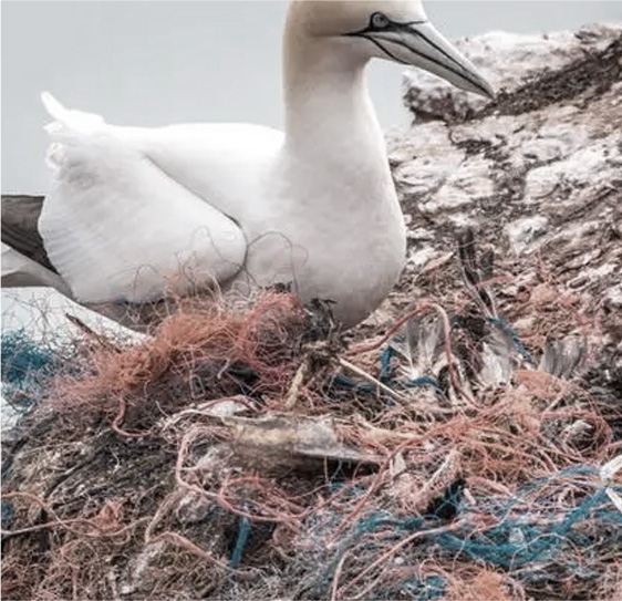 A seabird nesting among discarded fishing lines